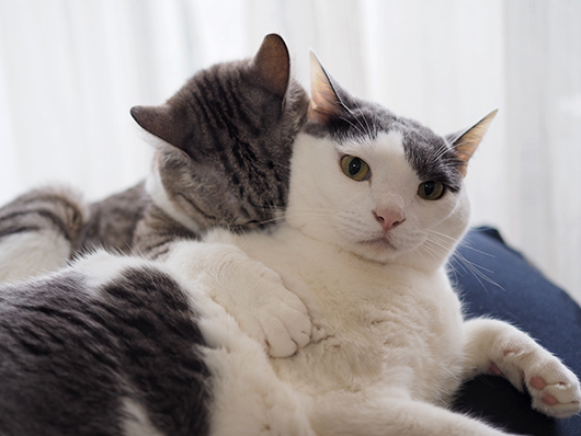 噛みつく猫