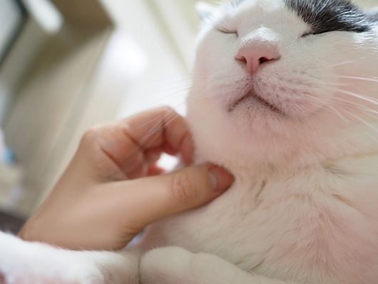 ハチワレ猫