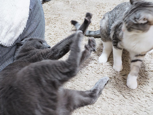 ケンカする猫