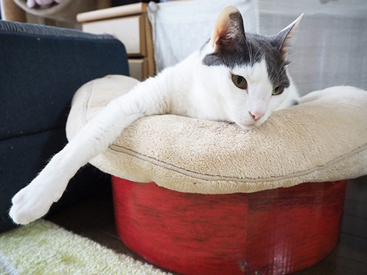 不安そうな猫