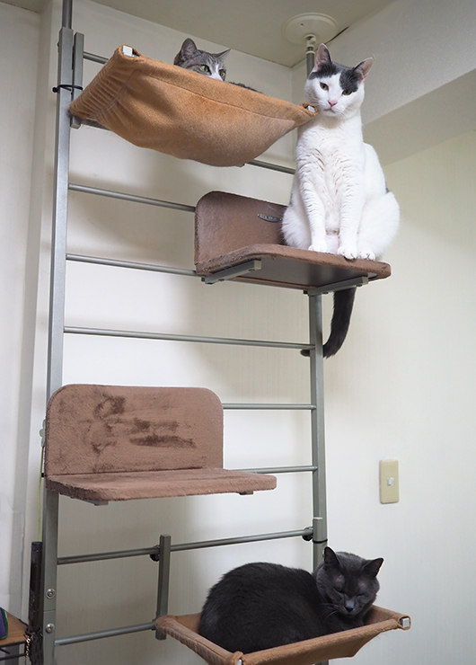 ねこ3