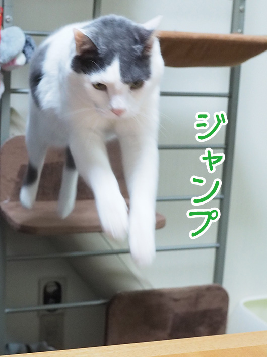 ジャンプする猫