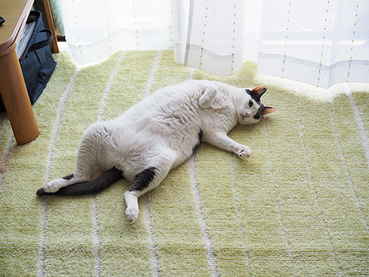 寝転ぶ猫