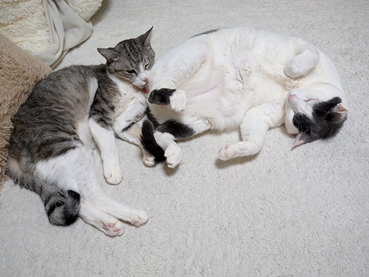 ねこ3