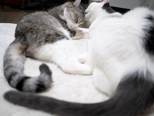 ねこ3