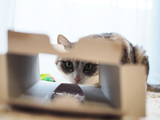 ティッシュボックスと猫