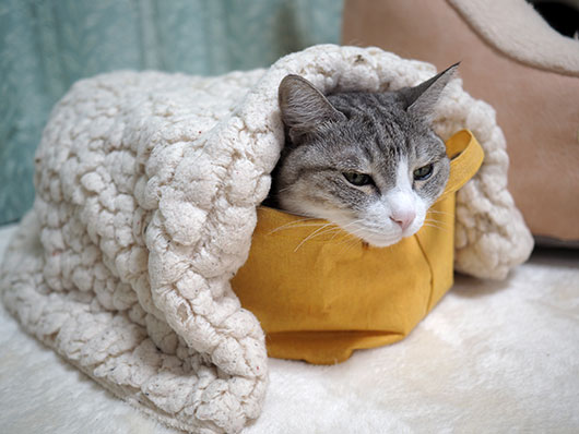 寒い日の猫