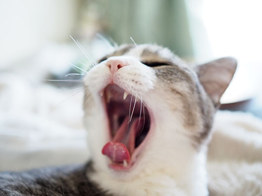あくびをする猫