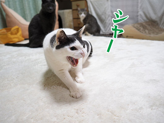シャーする猫