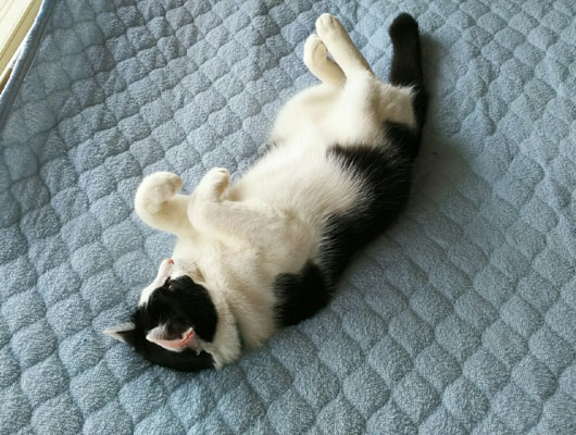 寝ころぶ猫