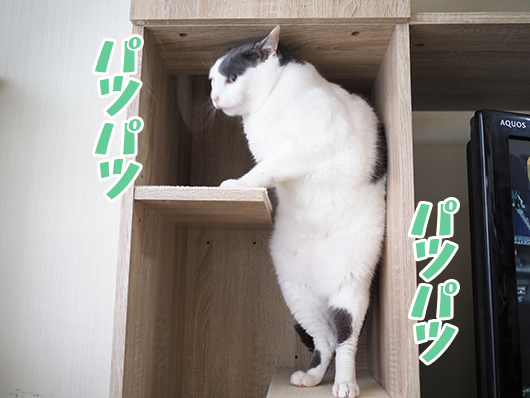 ぱつんぱつんの猫