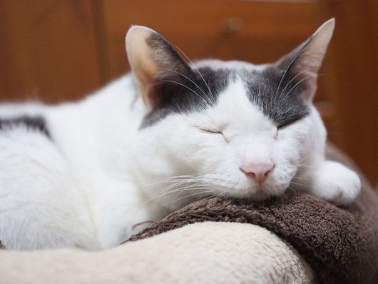 眠る猫