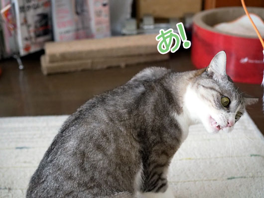 猫じゃらしとねこ