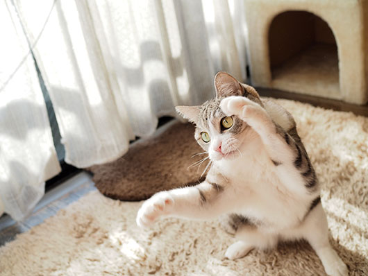猫じゃらしで遊ぶ猫