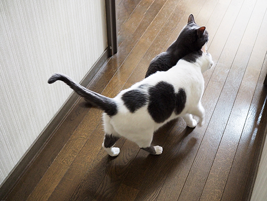 逃げる猫