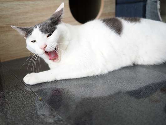 あくびする猫