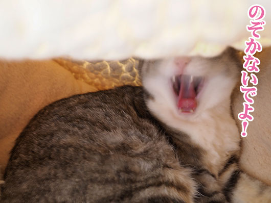 怒った猫