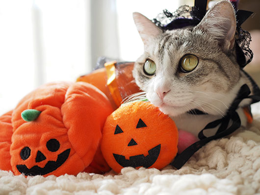 ハロウィンの猫