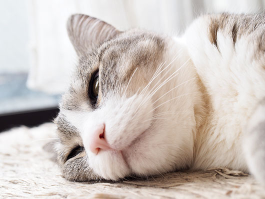 眠る猫