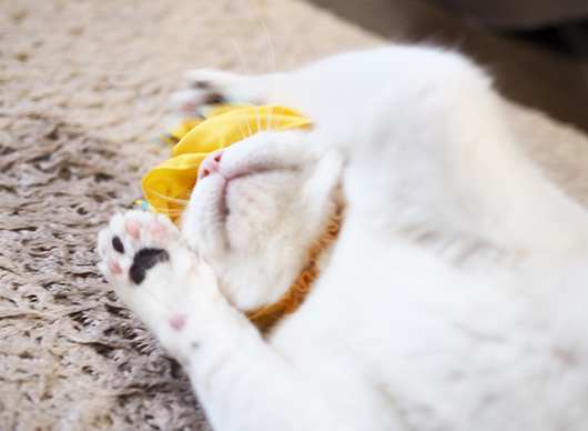 ねこキャンディちゃん