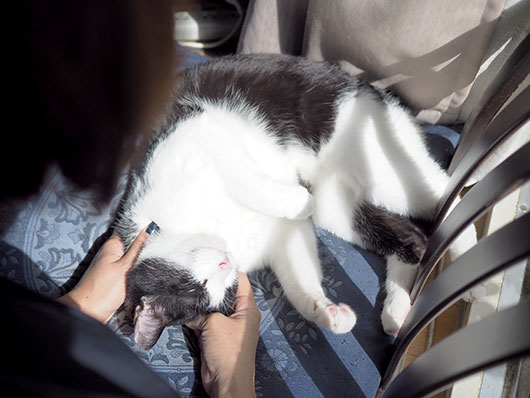 日向ぼっこする猫