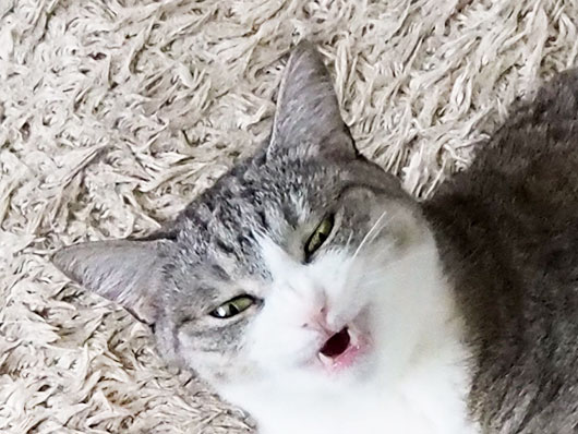 怖い顔の猫