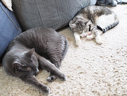 同じポーズで眠る猫