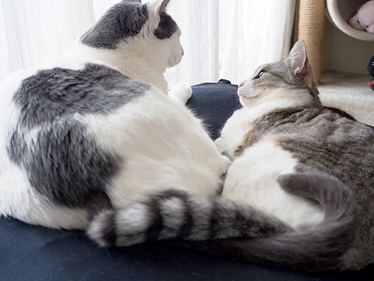 見つめ合う猫