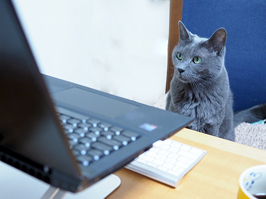 テレワーク中の猫