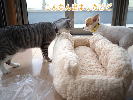 猫ベッド