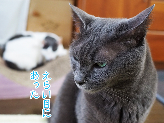 怒る猫