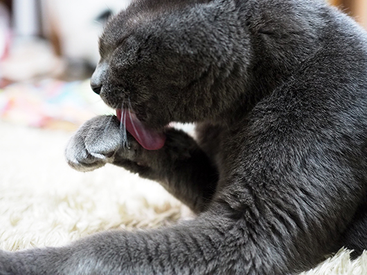 グルーミングする猫