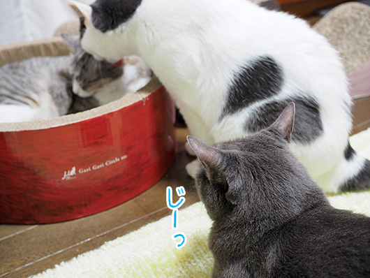 仲良しの猫