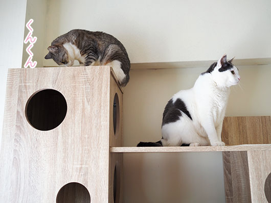 キャットタワーの上の猫