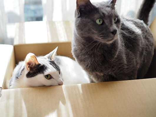 箱の中の猫