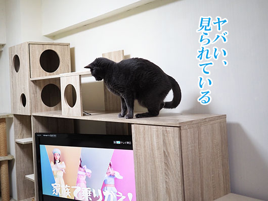 キャットウォークの上の猫