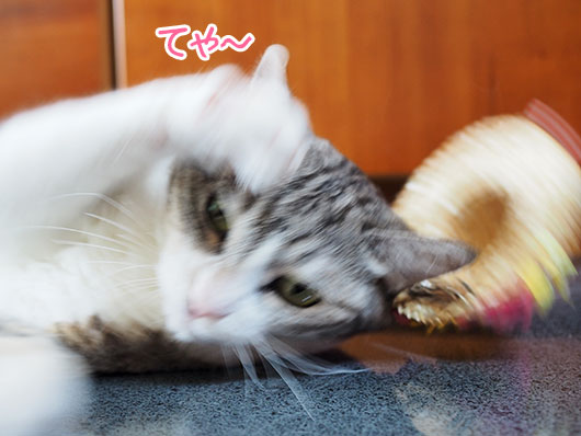 帽子を嫌がる猫