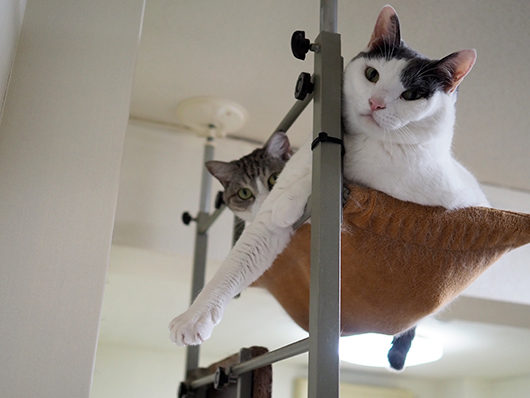 ハンモックの上の猫
