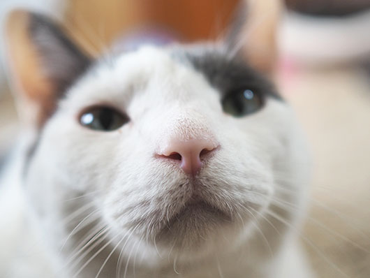 ドアップ猫