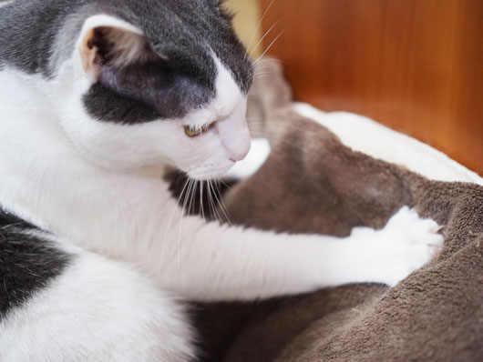 モミモミする猫