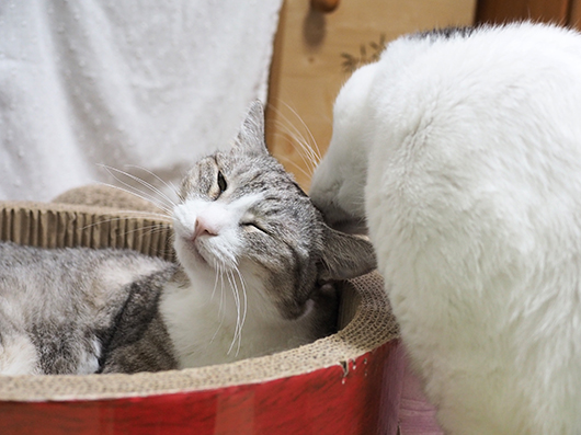 仲良しの猫