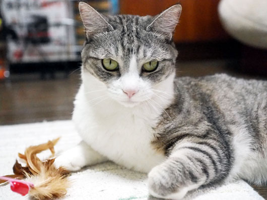 にらみつける猫