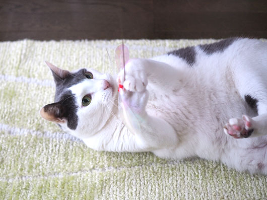 猫じゃらしで遊ぶ猫