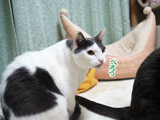 ビビる猫