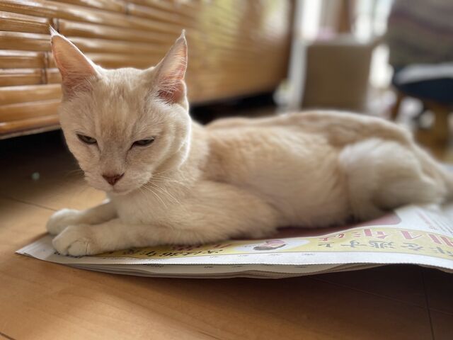 ミルクんが新聞の上に乗る理由は ｍ ねこ 猫 ネコ好きは とまらニャィッ