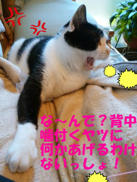 BlogPaint