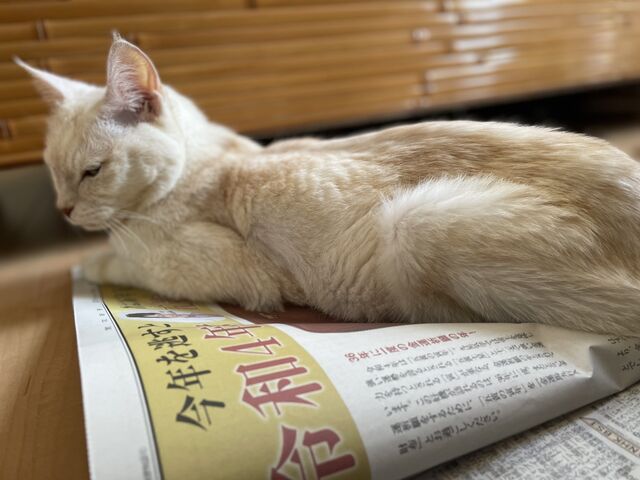 ミルクんが新聞の上に乗る理由は ｍ ねこ 猫 ネコ好きは とまらニャィッ