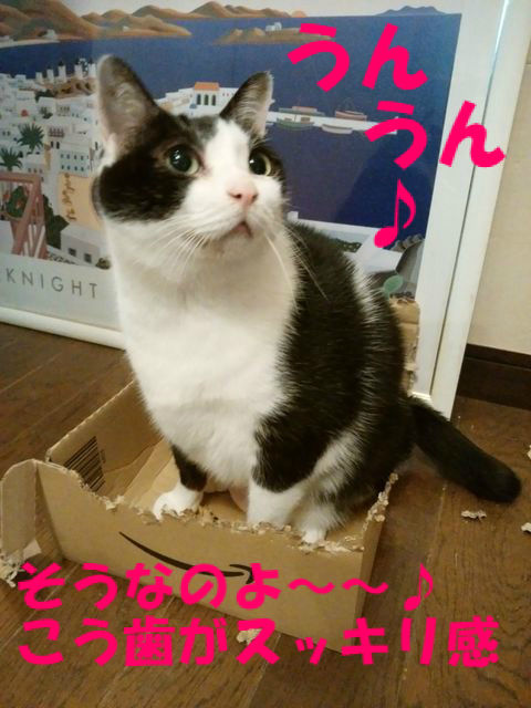 ダンボールをかじる理由は ねこ 猫 ネコ好きは とまらニャィッ