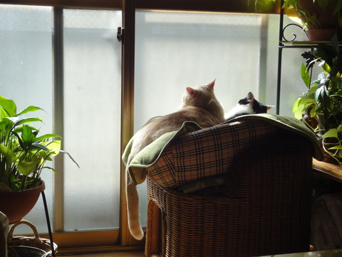 DSC04211