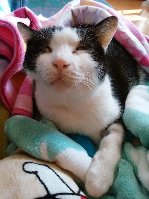 ☆奇跡よおこれ : ねこ 猫 ネコ好きは とまらニャィッ♪